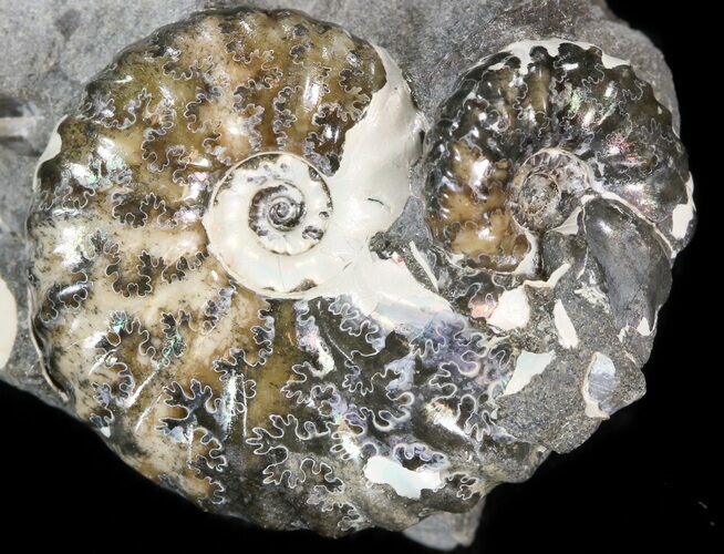 Hoploscaphites Ammonite Cluster- South Dakota #44051